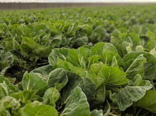 Lettuce Crops in Field